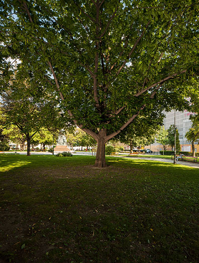 MILIEU _ curated by Mirjam Thomann & Jenni Tischer: Nistkasten ( Nest box), 1992
Anbringung des Nistkasten im Freien / Location of the nest box outside
(Installation view 2018: Laubbaum / Leaf tree Schillerplatz, 1010 Wien). n.b.k./Jens Ziehe, 2014